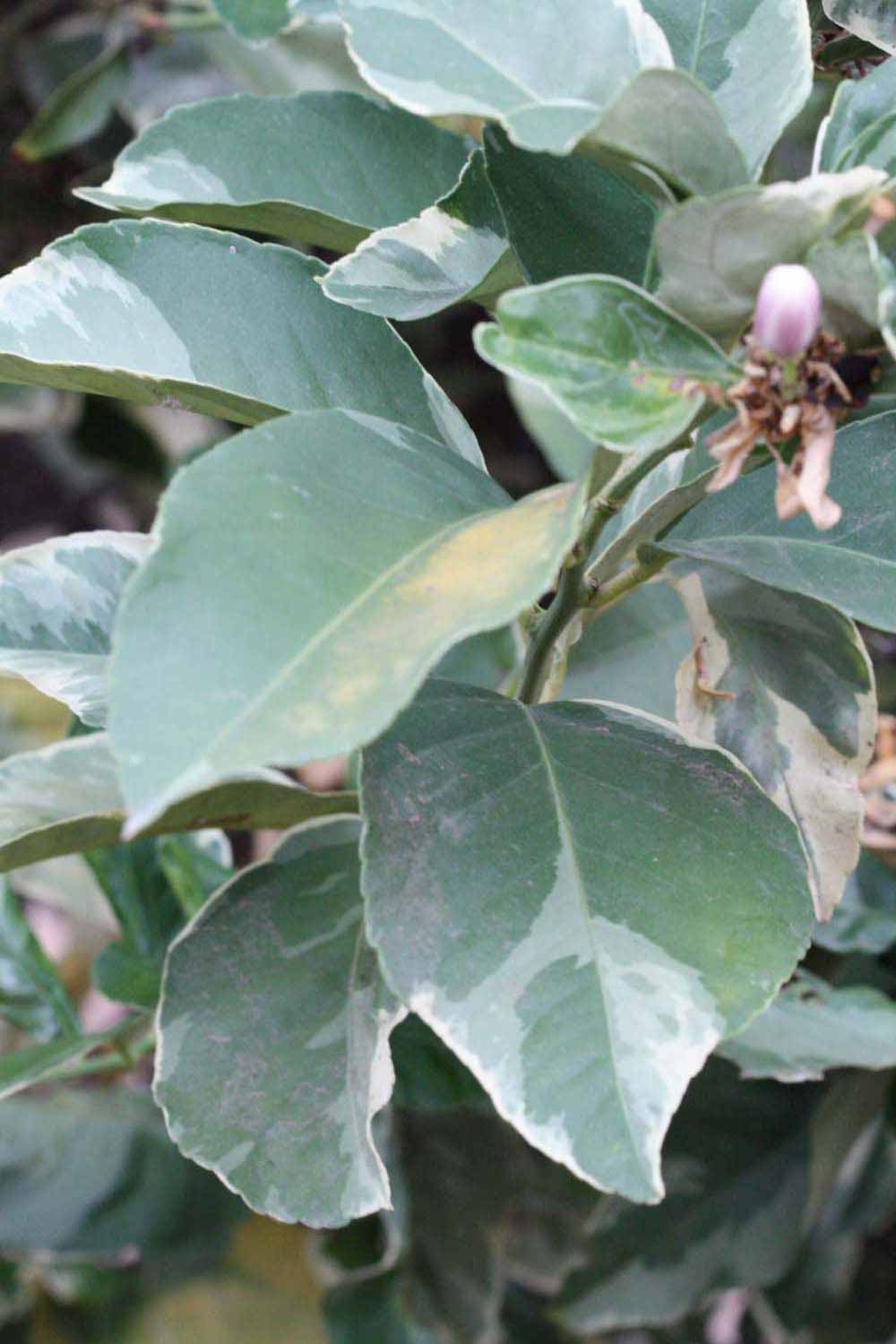              Sun leaves (Riverside, CA)       